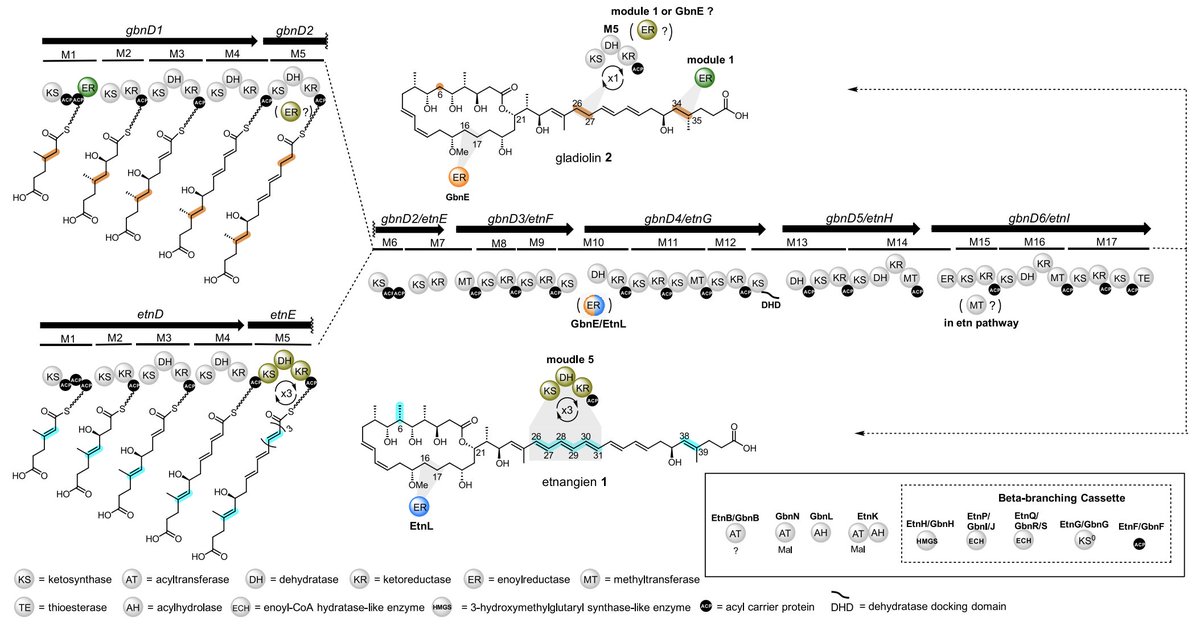 Antibiotic Skeletal Diversification via Differential Enoylreductase Recruitment and Module Iteration in trans-Acyltransferase #PolyketideSynthases by @JianXinyun, @FloraPang1, Christian Hobson, @Jenner_Lab, Lona Alkhalaf, @Challis_Group in @J_A_C_S pubs.acs.org/doi/10.1021/ja…