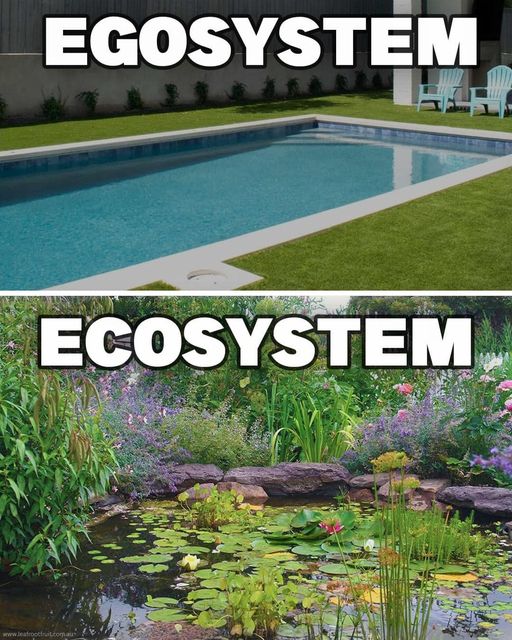 Agreed? Not that I hated swimming pools but you got the message. Natural ecosystem is always better. 
#environment #environmentalmanagement