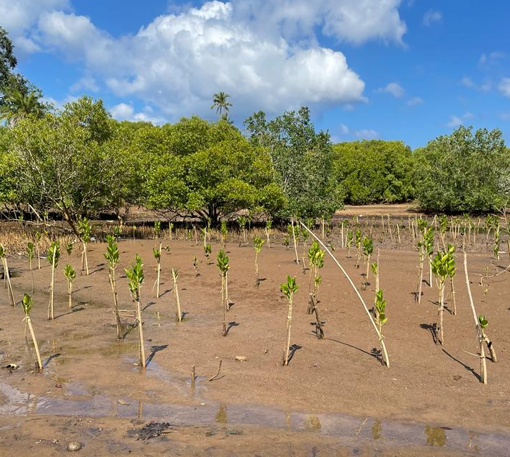 FondationMer's tweet photo. 🌱 Les #mangroves jouent un rôle crucial dans la préservation de la biodiversité marine et la protection des côtes contre l’érosion
L’Association Mangroves #Mayotte agit avec le soutien de la @FondationMer @Ifrecor dans le cadre du Programme #SOSCorail
👉 https://t.co/9IHhv8Xwkm https://t.co/wg0EREjeEs