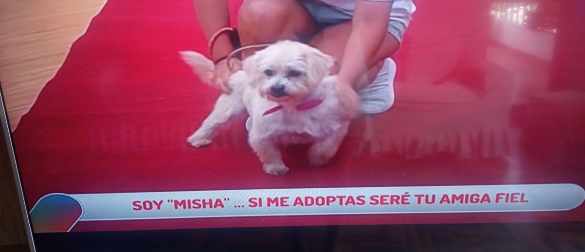 Melissa tweet media
