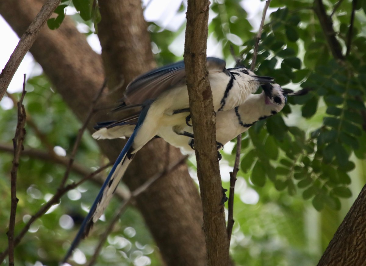 High levels of bird diversity are often found in tropical farms. But are they actively foraging/reproducing or just passing through? We used 4 years of bird surveys across 150 sites in Costa Rican farms, private forests, and protected areas to find out.
