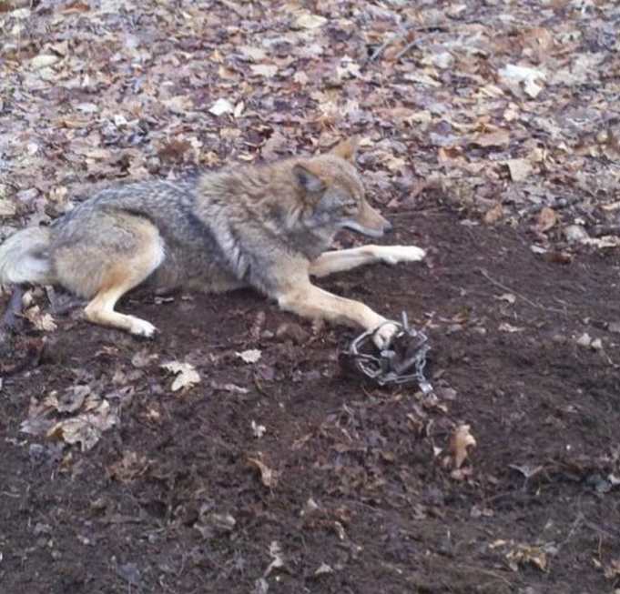 This coyote clearly struggled hard to get out of the trap. When a trapper sees this, they are proud because their trap was so secure the animal could not get free. Trapping is a cruel thing to do to an animal. #BanTrapping #Coyote #NHCART #BanFur