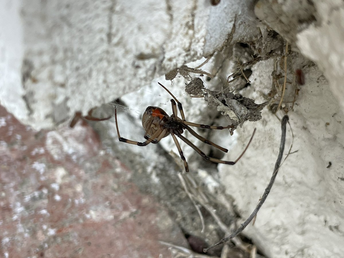 Largest #brownwidow #spider yet!