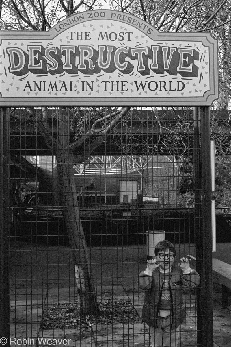 A rediscovered photo from my 1980s files - 'the most destructive animal in the world', London Zoo, 1984. #photography #documentaryphotography #streetphotography #london #londonzoo