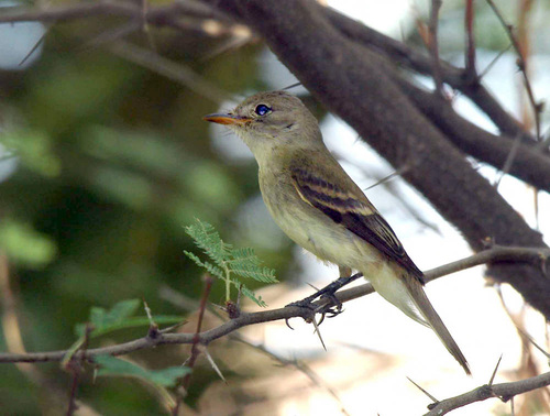 NossamanLaw's tweet photo. Court Upholds Service’s Southwestern Willow Flycatcher Listing Decision https://t.co/MAJKVI3bbE https://t.co/1WLgAVtNzz