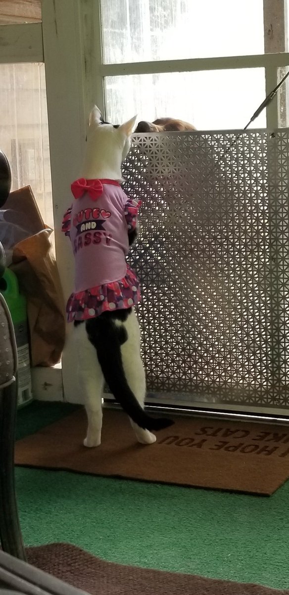 TheSprinklesCat's tweet photo. One our TwitterX furrends said that they think I'm cute in this Purrthday dress from last year. Here's a couple more! Hope mew have a purrfect #ThrowbackThursday! #cowcat #CatsofTwittterX #AdoptDontShop #StaySafe https://t.co/jCKardRe1h