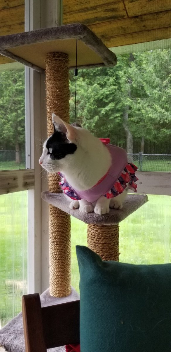 TheSprinklesCat's tweet photo. One our TwitterX furrends said that they think I'm cute in this Purrthday dress from last year. Here's a couple more! Hope mew have a purrfect #ThrowbackThursday! #cowcat #CatsofTwittterX #AdoptDontShop #StaySafe https://t.co/jCKardRe1h