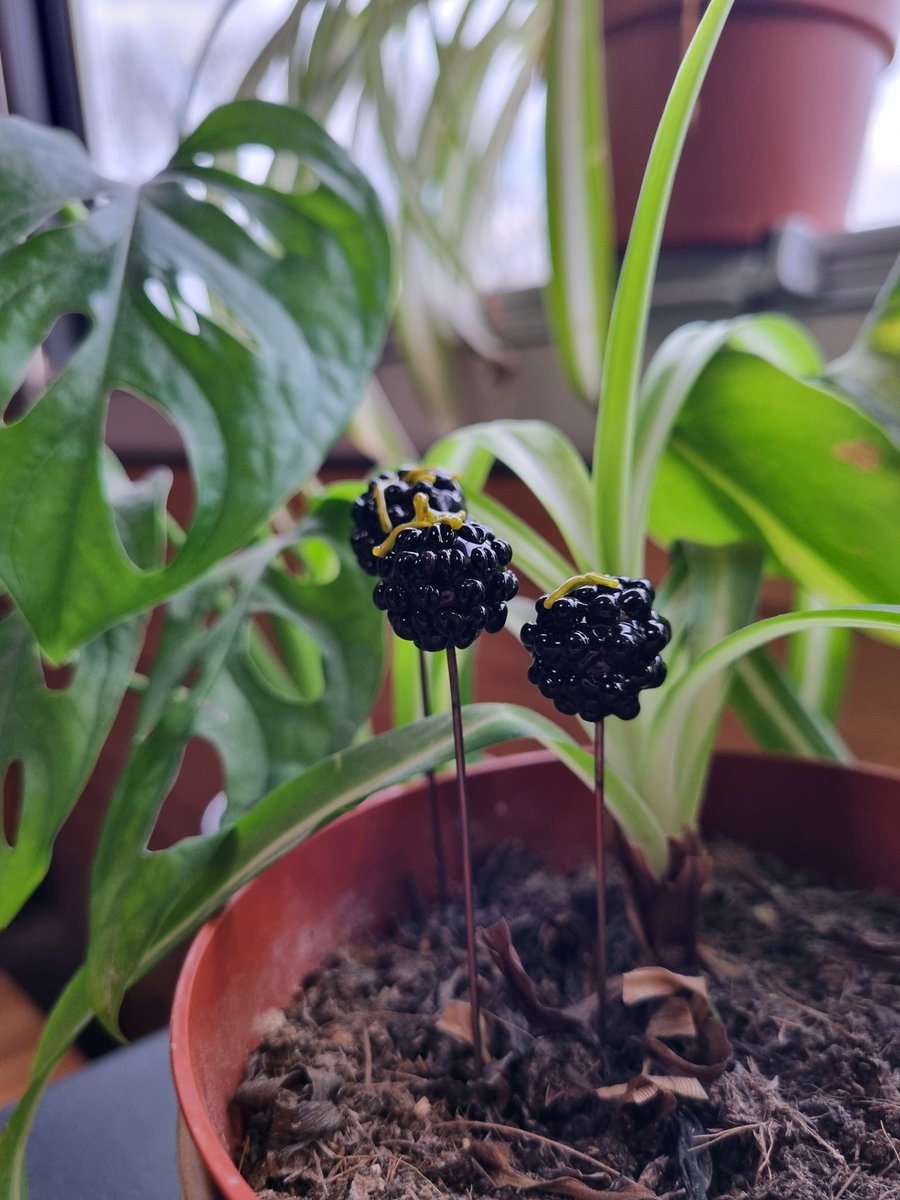 AtelierLeonie_'s tweet photo. Regardez ce qui arrive à grand pas 👀🌿🪻 https://t.co/rAV2shgqD6