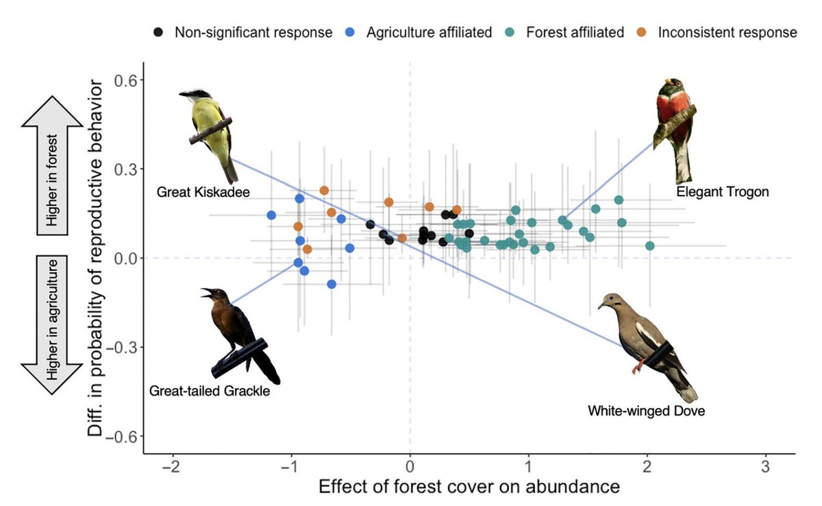 Birds were not always most abundant in the habitats where they were most likely to exhibit reproductive behaviors. For example, Great Kiskadees exhibited more reproductive behaviors in forests but were just as abundant on farms. Could agriculture represent an ecological trap?