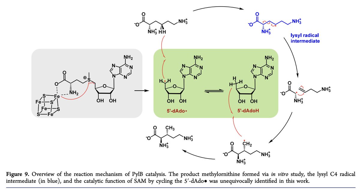 Radical SAM #Enzyme PylB Generates a Lysyl Radical Intermediate in the #Biosynthesis of Pyrrolysine by Using SAM as a Cofactor by Baixu Ma, @rdavbritt at @UCDChem, and Lizhi Tao in @J_A_C_S pubs.acs.org/doi/10.1021/ja…