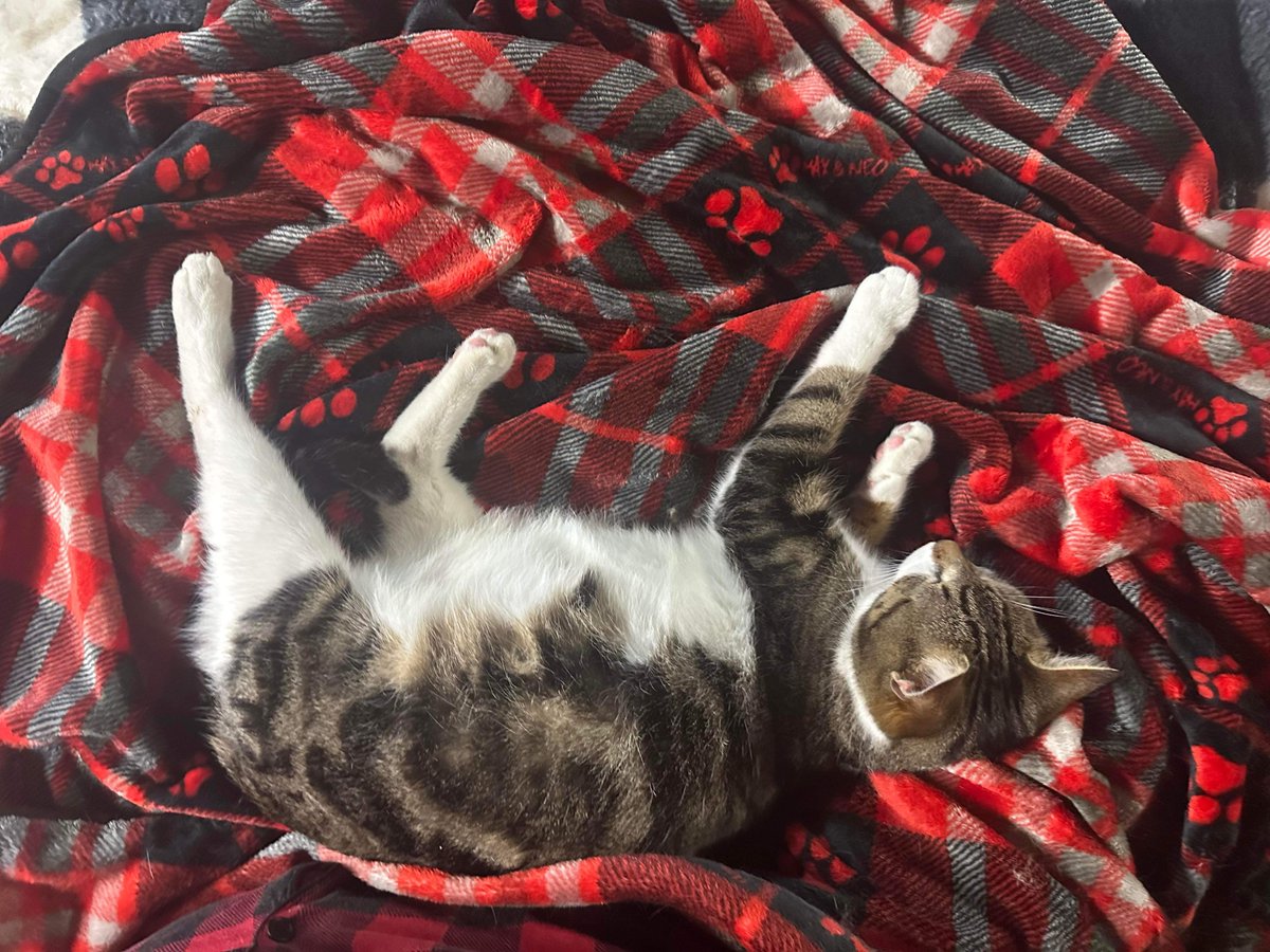 guardiansusa's tweet photo. Emlyn was rescued during a brutal winter storm - saving her had an even bigger impact because this sweet lady was pregnant.  In the early hours of the morning, Emlyn gave birth to 5 tiny babies and we are thrilled to be able to say that both she and her kittens are doing well. https://t.co/pETo3wcL5J