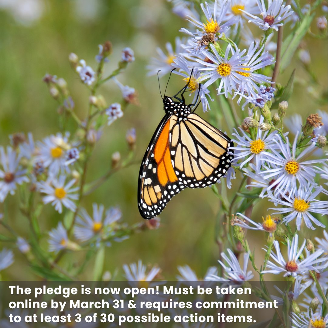 Through @NWF's #MayorsMonarchPledge, U.S. communities are committing to create habitat for the monarch butterfly, & to educate residents about how they can make a difference at home. hubs.la/Q02ndg0G0 #NativePlants #GardenforWildlife #Pollinators #Milkweed