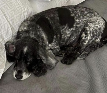 millypod1's tweet photo. WOODY HOME SAFE. THANKS FOR RT's 😊🐕🐾

🆘5 MAR 2024 #Lost WOODY #ScanMe
Blue Roan Cocker Spaniel Male. Is 14, almost deaf.
Fields/Woods at Westwood (off Westwood Lane) #LowerInce #Wigan #WN3 #GreaterManchester https://t.co/hU2QY4Ja2q https://t.co/KinLsnL1x6