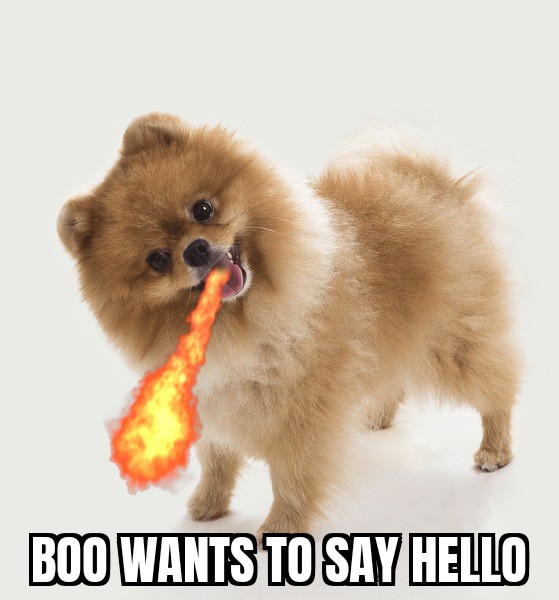 So you want to buy $BOO tokens on the #TRON Network? 🐶

In this thread, I'll show you how:

First, install the TronLink Pro wallet.
This can be downloaded in the App or Playstore. Load up some $TRX from Exchange & and send it to the wallet.

#cryptoguide #tronlink #memecoin 1/4