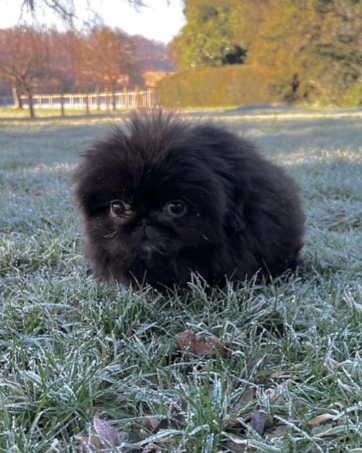 dog_rates's tweet photo. This is Blueberry. She is small and round just like a blueberry. But she was named that because she is simply loaded with antioxidants. 12/10 https://t.co/1Kjjat8xvW