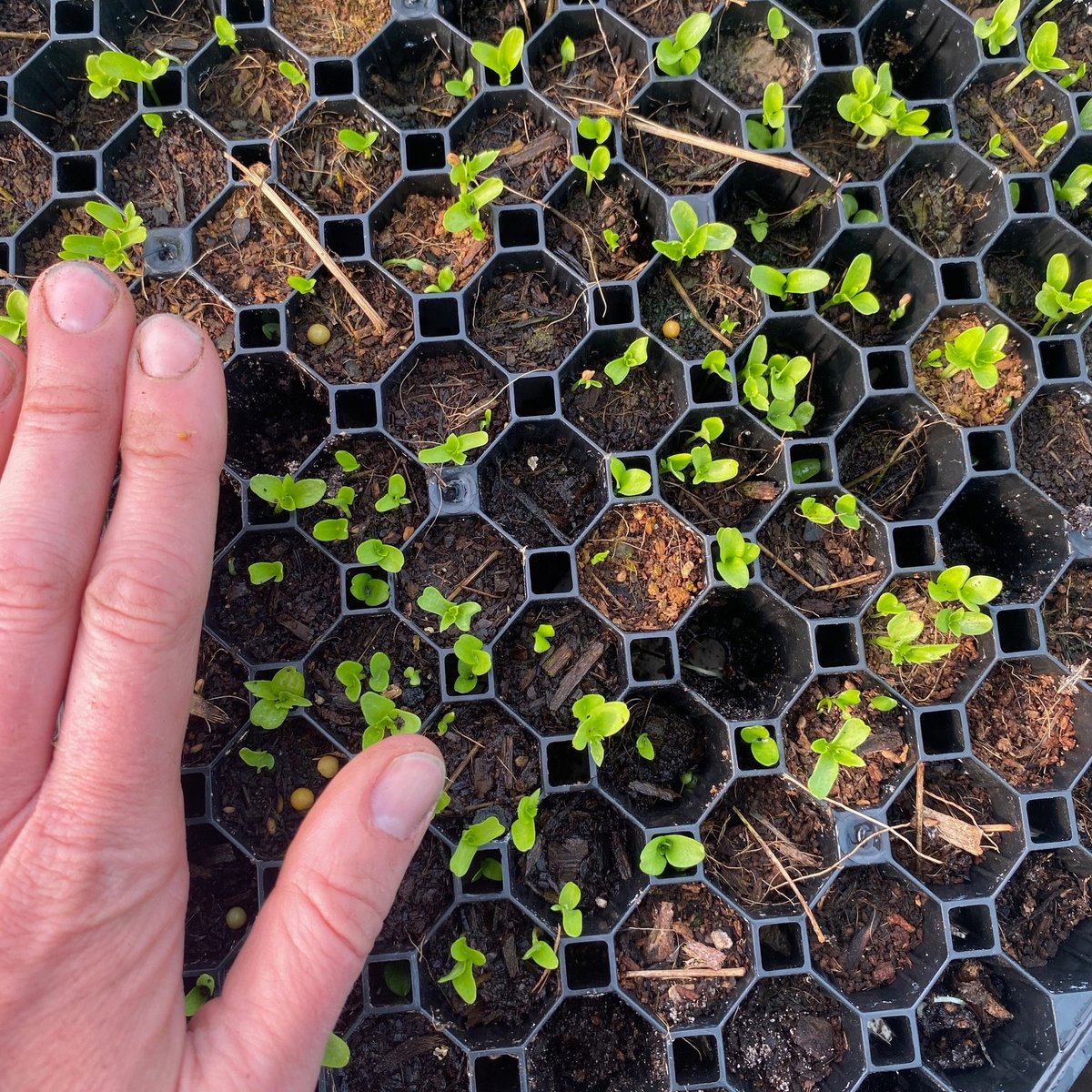 What does planting 'the right tree in the right place' mean in practice? Join us on 21 Mar with #DarrochNurseries to look at creating native #FarmWoodland & setting up a #TreeNursery, with an interactive session on planning, goals & priorities.👇 soilassociation.org/our-work-in-sc…