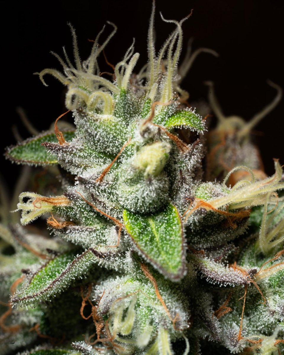 Are you tracking your preferred terpenes profiles yet? Comment with your favorite terpenes below!