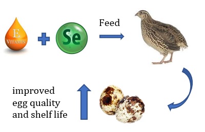 Nutraceutical effects of organic Selenium and vitamin E supplementation on performance, antioxidant protection and egg quality of Japanese quails (Coturnix japonica)

Trabajo completo 👇
revistas.uncu.edu.ar/ojs3/index.php…