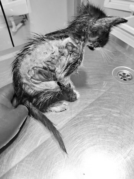 AÇIK DAVET!!!
08.MART.2024 SAAT 11:00  İSTANBUL (ÇAĞLAYAN) ADLİYESİ 60. ASLİYE CEZA MAHKEMESİNDE KEDİLERİ ASİTLE YAKAN "İNSANSI" MAHKEMEYE ÇIKACAK. HERKESİ BEKLİYORUZ. rt LÜTFEN #muratozdemirTUTUKLANSIN