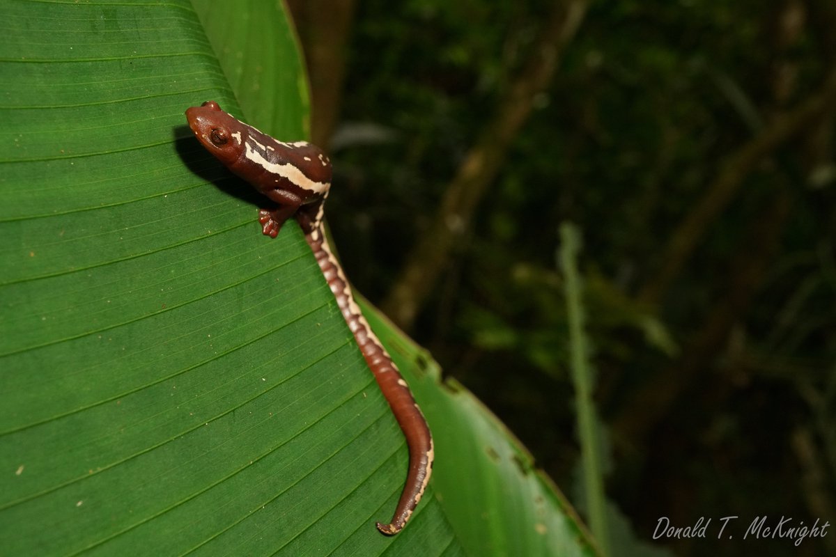 At Silk Grass Farms last month, we found a Mexican Climbing Salamander (Bolitoglossa mexicana)! Unlike most #salamanders, these elusive creatures are arboreal, &amp; their toes have fused into little suction cups to help them climb. What an incredibly cool animal #WildlifePhotography