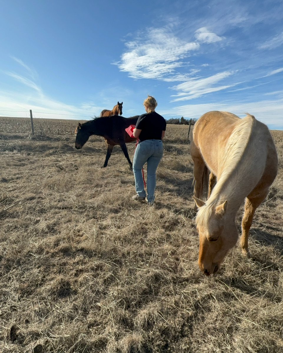 FemaleRancher's tweet photo. Calling and here they come! 🐎💨 Do your horses respond with a gallop? Share your stories of calling your equine buddies below! 🗣️🌿 #HorseWhisperer #EquineConnection #FarmLifeCalling #midwest #modeling #agriculture #trucking #peterbilt #corn #soybeans #pivot #irrigation https://t.co/ygwC9nmqp8