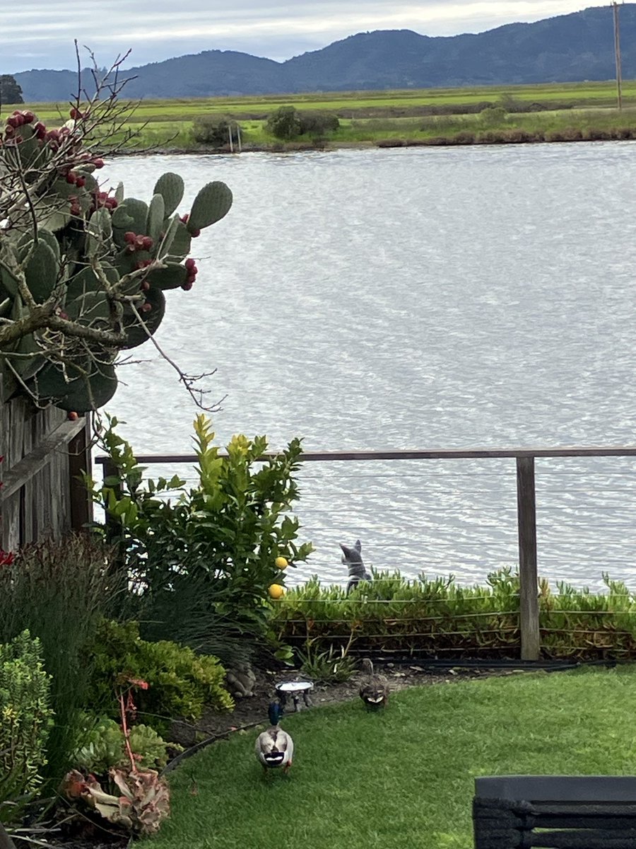 Mom and dad looking for a spring nesting spot? 🧡🦆🧡