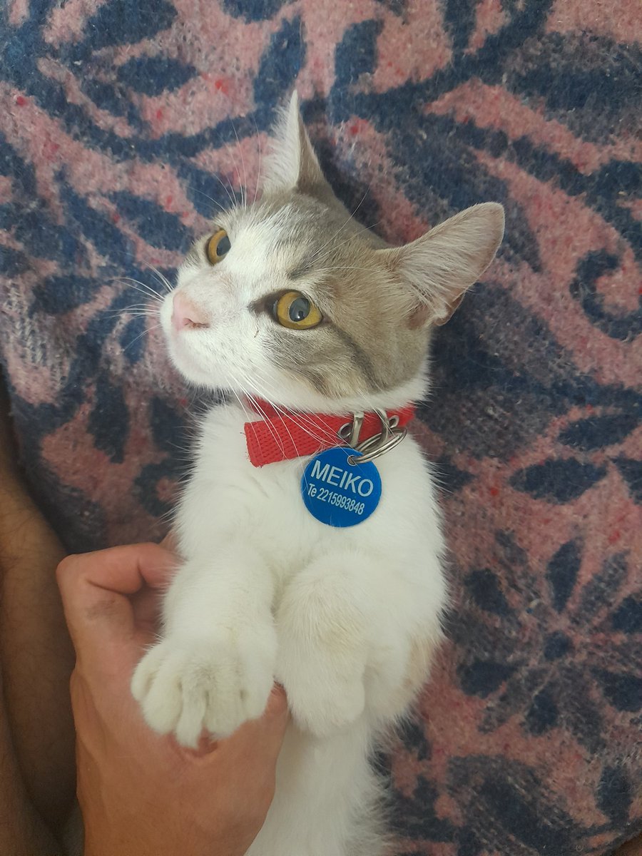 Milanguessa's tweet photo. Me doy cuenta de que estoy desbordado de amor por mi gata después de haber estado una hora completa hablando con la peluquera solamente de lo desquiciada que es y como me acompaña. Como te amo demente de mierda. https://t.co/RX3ZgRBYSf