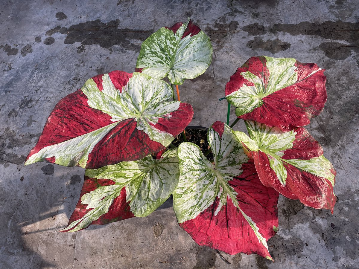 natchascaladium tweet picture