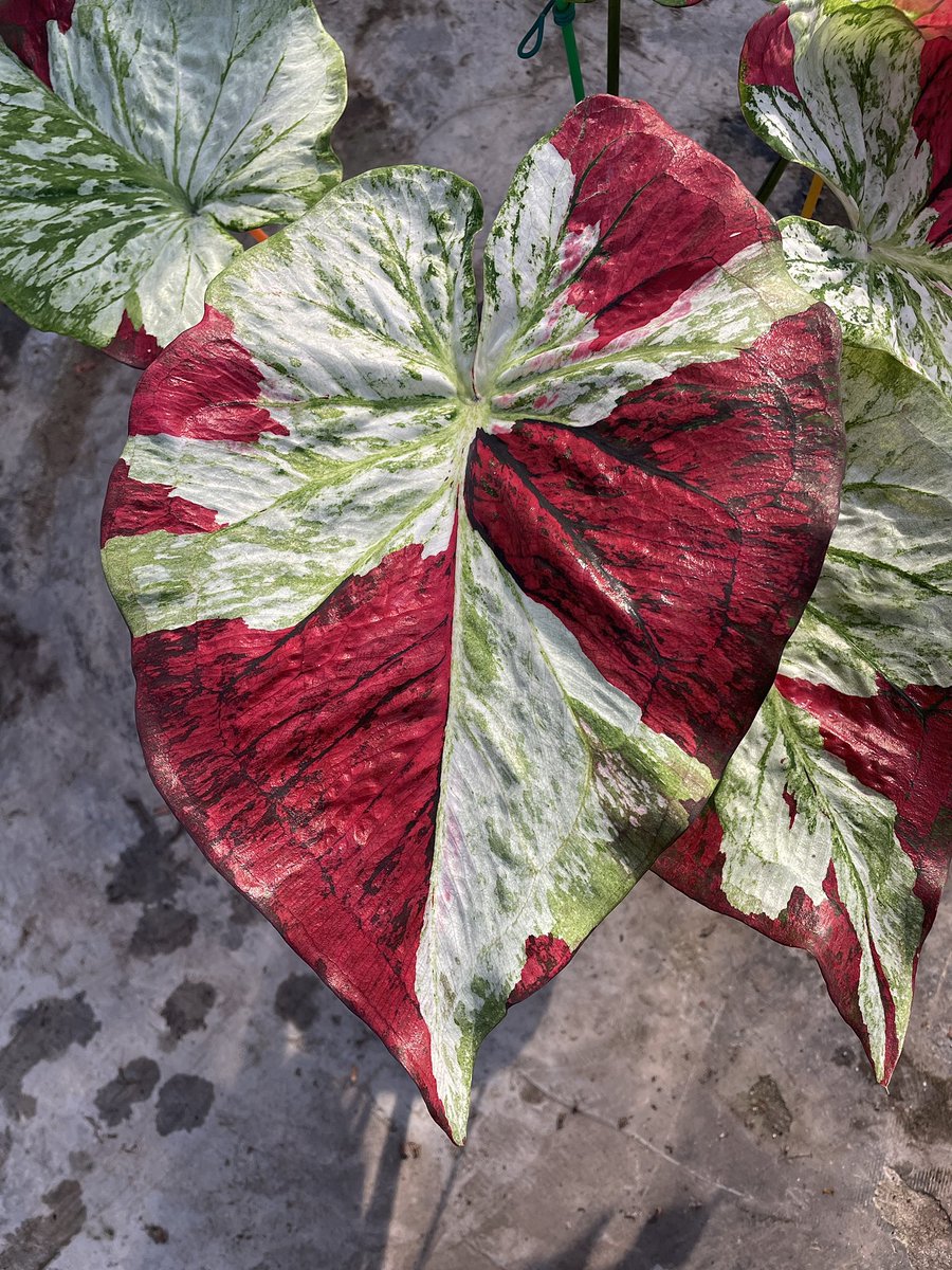 natchascaladium tweet picture