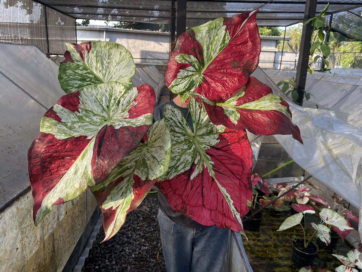 natchascaladium tweet picture