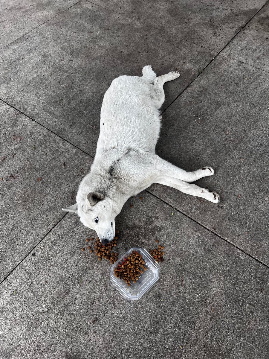 We were alerted about this angel that was run over by a car in Downtown LA. The person didn't stop to help her. She was rushed to the vet where we learned she is PREGNANT. She and her babies are getting medical care. If you can foster in the LA area, please let me know.
