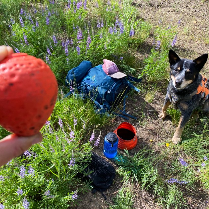 roguedetection's tweet image. Oh, ❤️ this! We work alongside #ConservationDetectionDogs for wildlife science &amp;amp; research. Here’s a few “tools” of our trade 👇🏽

✅🐶 
✅🐽
✅🐾
✅💩 
✅🥎

= DNA captured of rare or endangered wildlife! 

🧬🔬🧪 #DataDogs