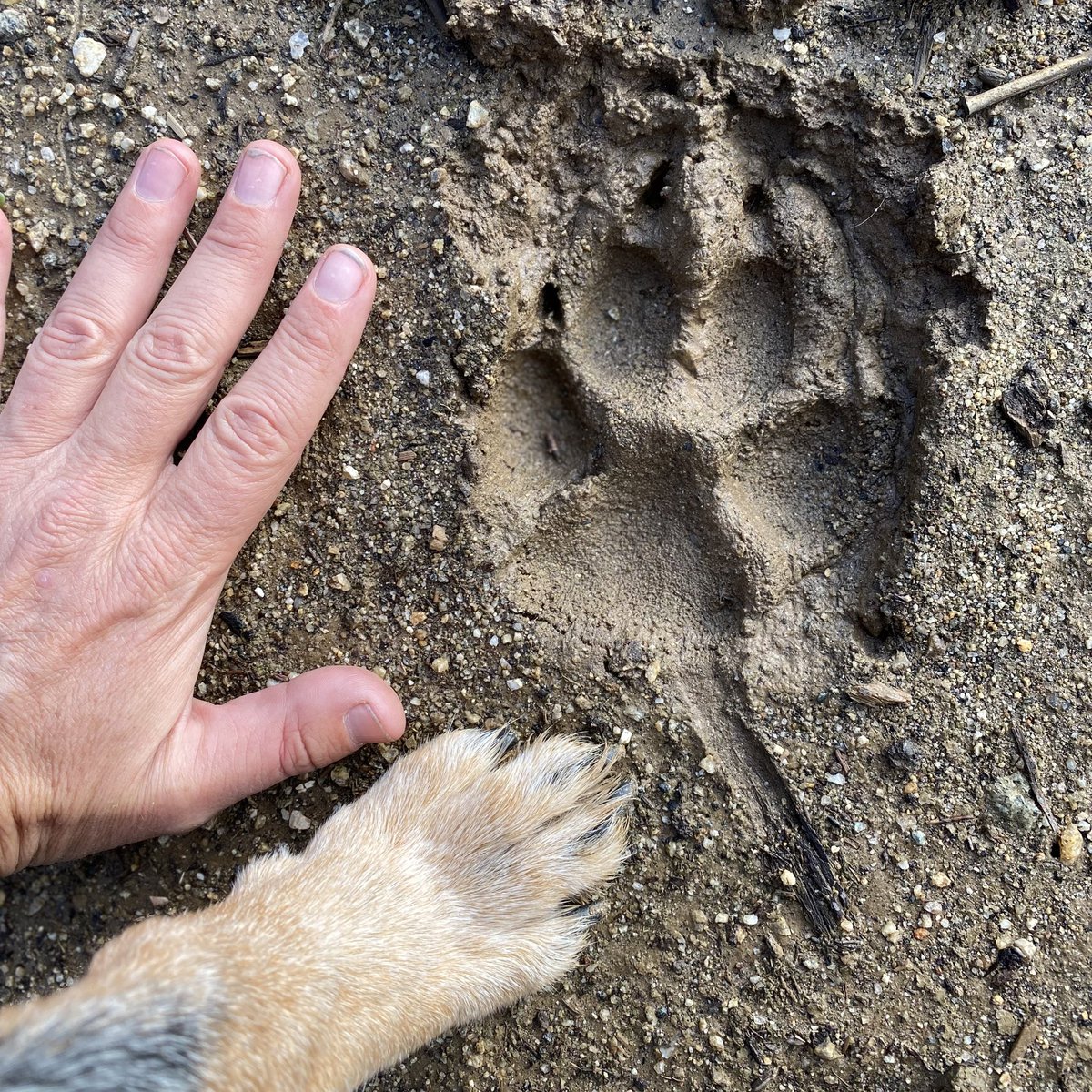 roguedetection's tweet image. Oh, ❤️ this! We work alongside #ConservationDetectionDogs for wildlife science &amp;amp; research. Here’s a few “tools” of our trade 👇🏽

✅🐶 
✅🐽
✅🐾
✅💩 
✅🥎

= DNA captured of rare or endangered wildlife! 

🧬🔬🧪 #DataDogs