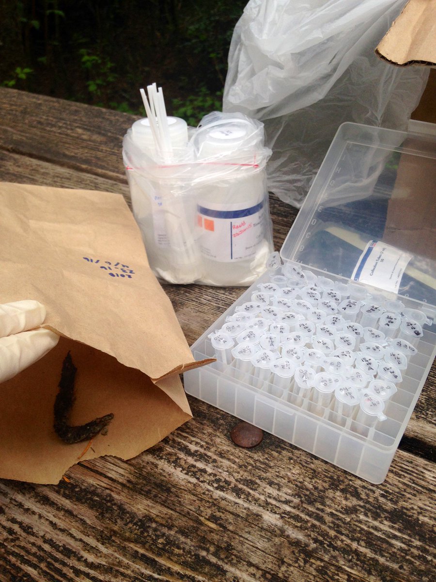 roguedetection's tweet image. Oh, ❤️ this! We work alongside #ConservationDetectionDogs for wildlife science &amp;amp; research. Here’s a few “tools” of our trade 👇🏽

✅🐶 
✅🐽
✅🐾
✅💩 
✅🥎

= DNA captured of rare or endangered wildlife! 

🧬🔬🧪 #DataDogs