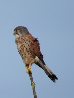 mhspr's tweet photo. Can you help with id please? When seen, outside holiday let in Blakeney, Norfolk, thought Merlin, having been seen locally. Seeing Kestrel reinforced my view (photo 3). Reviewing  photos not so sure. Sadly didnt see it fly.
@fridays4walking
@MidlandsBirder
@NeilDuggan80 https://t.co/68H6ZnTWvA