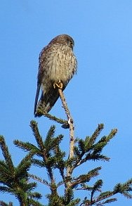mhspr's tweet photo. Can you help with id please? When seen, outside holiday let in Blakeney, Norfolk, thought Merlin, having been seen locally. Seeing Kestrel reinforced my view (photo 3). Reviewing  photos not so sure. Sadly didnt see it fly.
@fridays4walking
@MidlandsBirder
@NeilDuggan80 https://t.co/68H6ZnTWvA