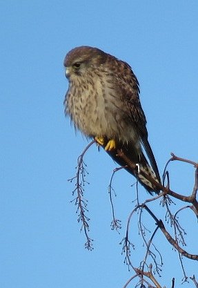 mhspr's tweet photo. Can you help with id please? When seen, outside holiday let in Blakeney, Norfolk, thought Merlin, having been seen locally. Seeing Kestrel reinforced my view (photo 3). Reviewing  photos not so sure. Sadly didnt see it fly.
@fridays4walking
@MidlandsBirder
@NeilDuggan80 https://t.co/68H6ZnTWvA
