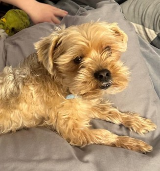 chris towers (@millypod1) on Twitter photo π6 MAR 2024 #STOLEN TEDDY #ScanMe
AFTER HOUSE BREAK IN <a href="/gmpolice/">Greater Manchester Police</a>
Beige Mix Yorkshire Terrier Cross Male
nr Bond Street #Bury #GreaterManchester #BL9
Owners are devastated if you have seen /been offered Teddy or know of his whereabouts
PLEASE MAKE CONTACT
doglost.co.uk/dog-blog.php?dβ¦ π6 MAR 2024 #STOLEN TEDDY #ScanMe
AFTER HOUSE BREAK IN <a href="/gmpolice/">Greater Manchester Police</a>
Beige Mix Yorkshire Terrier Cross Male
nr Bond Street #Bury #GreaterManchester #BL9
Owners are devastated if you have seen /been offered Teddy or know of his whereabouts
PLEASE MAKE CONTACT
doglost.co.uk/dog-blog.php?dβ¦
