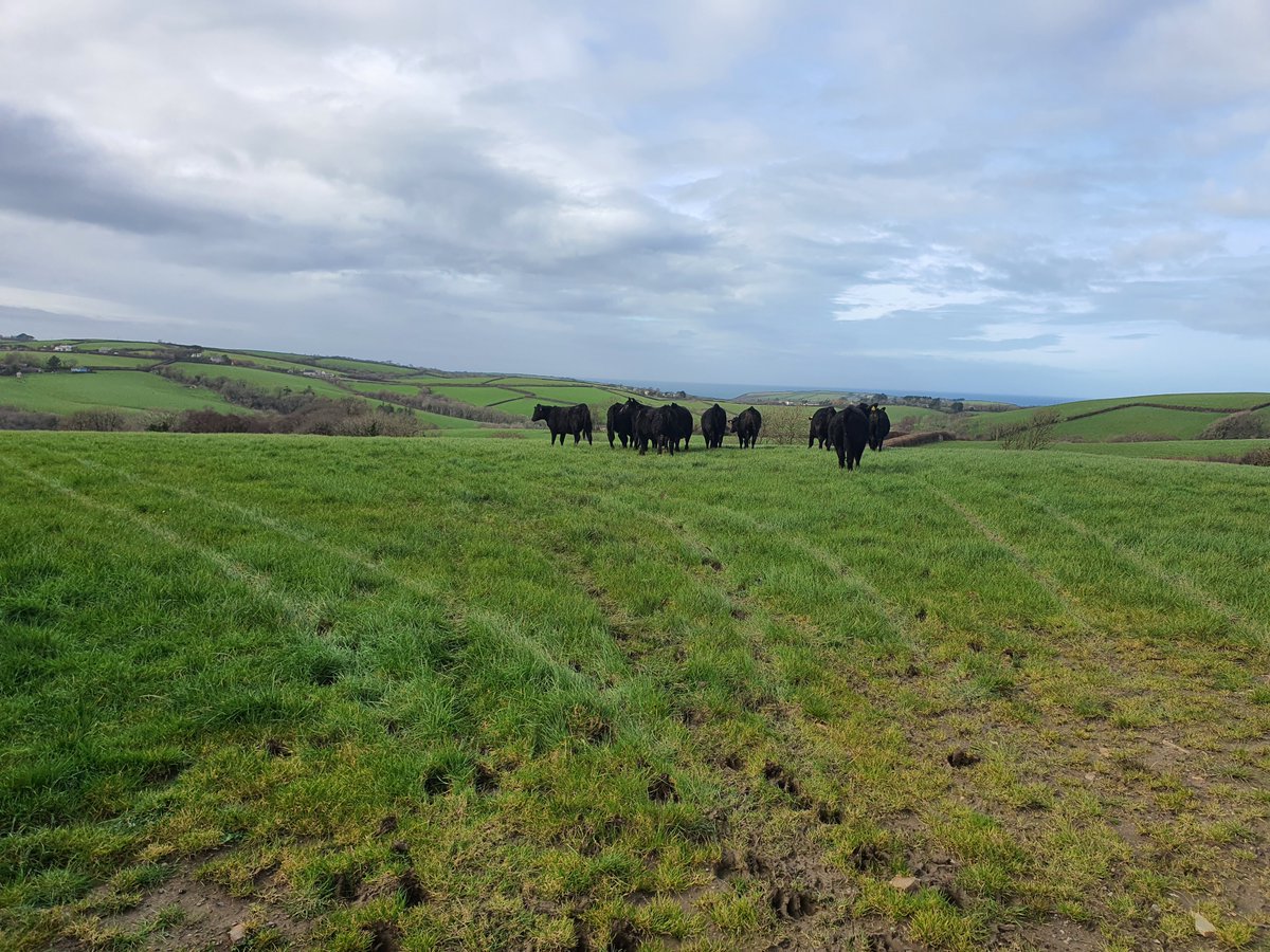 Out they go! Calving started and need some shed space so put 30 yearling heifers out. Wetter than I'd like and am ignoring wet weekend forecast in hope it will improve