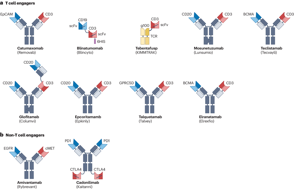 The present and future of bispecific antibodies for cancer therapy bit.ly/3T7gZkH Read about progress with bispecific T-cell and NK-cell engagers, modulators of signalling pathways, tumour-targeted receptor agonists, checkpoint inhibitors and more in this new Review