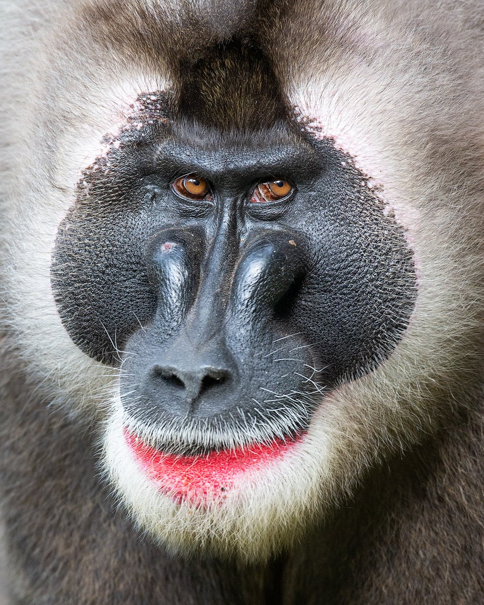 Close-up of a large drill male. The intensity of the red coloration of the 'cheek badge' is controlled by testosterone. A juvenile drill treated with testosterone developed red flushing on the badge as well as in the groin. A bright red badge is a signal of high status and power.