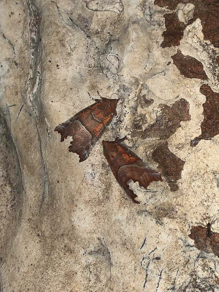 Now is a great time to search for hibernating herald moths! By April they'll be out flying again & harder to spot👀 These are unmistakable moths - crumpled leaf-like wings with burnt orange patches & little white pinpricks that resemble mould spores. How cool is nature?!