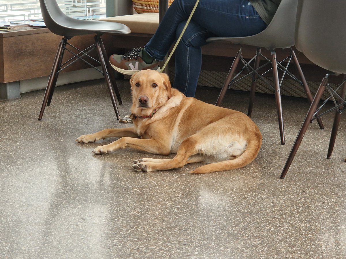 ChristophFreina's tweet image. Kaffeehaushund. #dogcontent