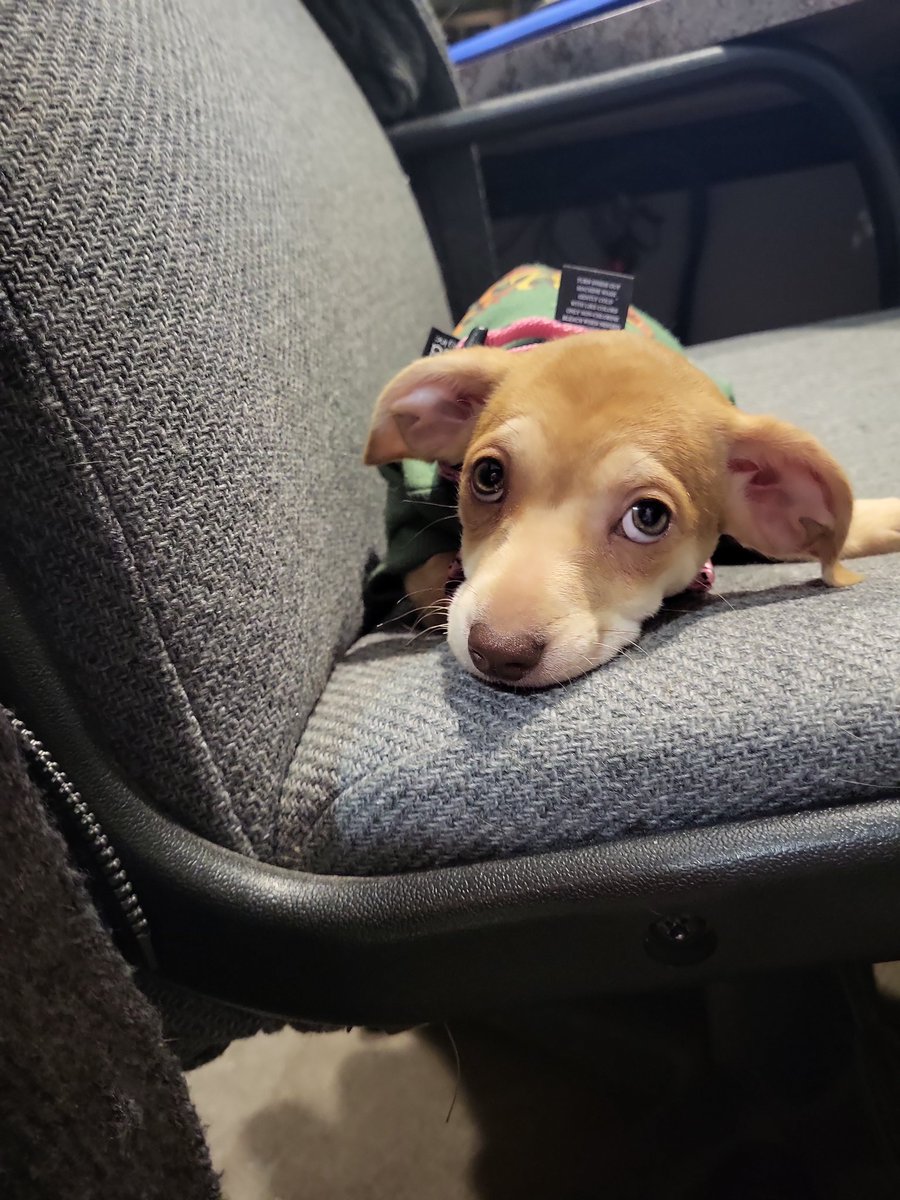 harmoniousann's tweet photo. Penny looks like dobby... and I even got @dog_rates to call her dobby. 
I love her so much 😭😭😭 https://t.co/AN4uEZpjkv
