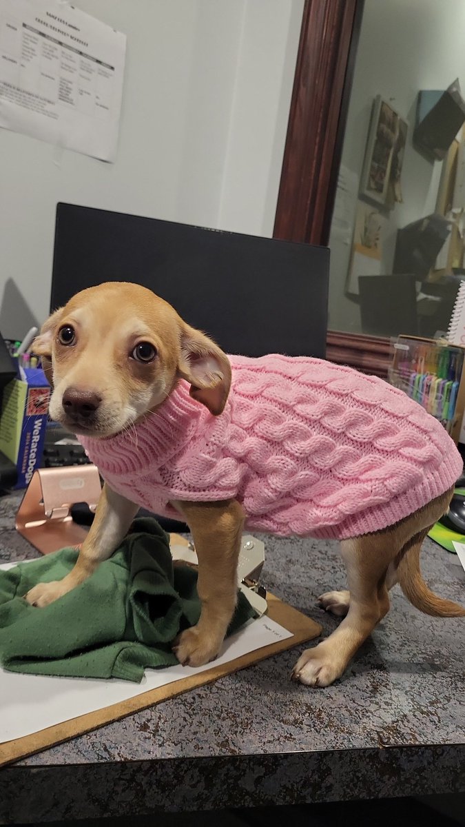 harmoniousann's tweet photo. Penny looks like dobby... and I even got @dog_rates to call her dobby. 
I love her so much 😭😭😭 https://t.co/AN4uEZpjkv