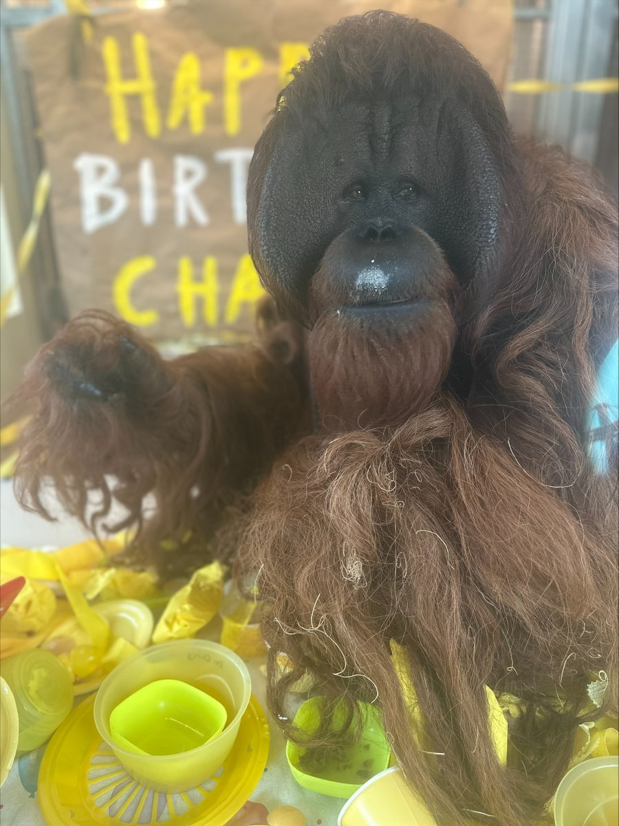 IndianapolisZoo's tweet photo. #BirthdayAlert! Charly the orangutan is turning 30 today & our incredible keepers threw him a party complete with decorations, wrapped presents & lots of treats. #HappyBirthday to everyone celebrating today!
๐ธ by Keeper Melanie https://t.co/dSfKSSOVW1