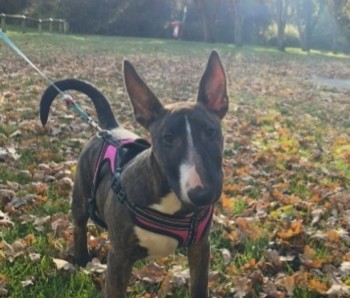 #LOST #DOG COCO 
Young Adult #Female #EnglishBullTerrier Brindle/white
#Missing from #Braintree #Essex #CM7 South East 
Wednesday 28th February 2024 
#DogLostUK #Lostdog #ScanMe 

doglost.co.uk/dog/190865