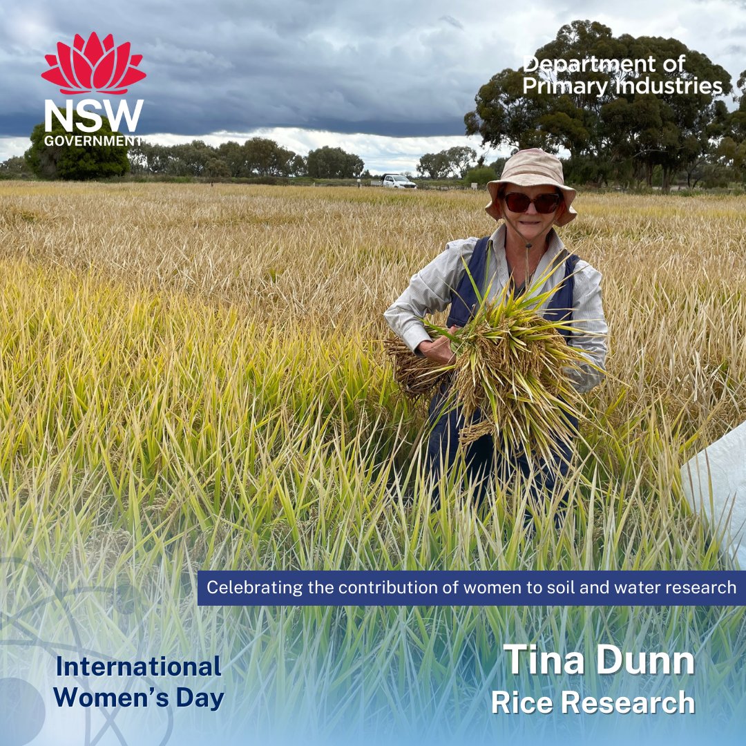 Today on International Women's Day we highlight some of the contributions women are making to water research here at DPI. Tina has made an outstanding contribution to rice research in NSW and the physiological disorder Straighthead. bit.ly/NSWDPIRiceStra…