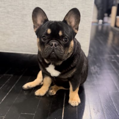 SosaThaGoon1's tweet photo. Check out my son son Gabana😈 micro fluffy carrier frenchie ready to go 🦾#NewProfilePic #microfrenchie #fluffycarrier #ExoticPets #frenchie #breeder #lockin https://t.co/LWPx8cJZUf