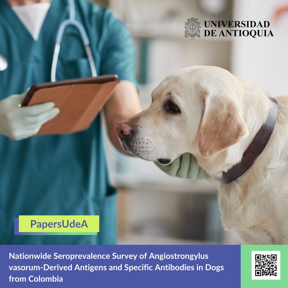#PapersUdeA - ⚠️🐶 With 1.05% of positive cases for antigens, a study reveals the presence of Angiostrongylus vasorum, which puts Colombian dogs at risk of clinical manifestations such as respiratory problems, among others. 

📌 More at:  bit.ly/3T9LFS8